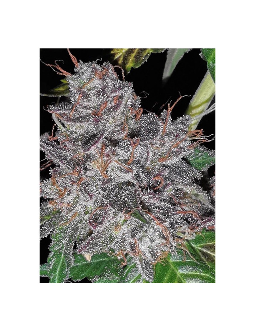 Pastel de arco iris - Phenofinder Seeds