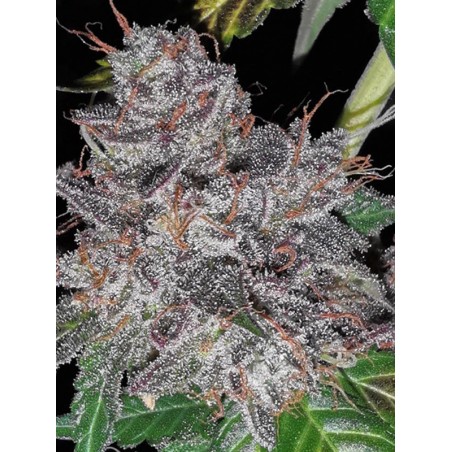 Pastel de arco iris - Phenofinder Seeds