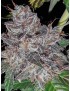 Pastel de arco iris - Phenofinder Seeds