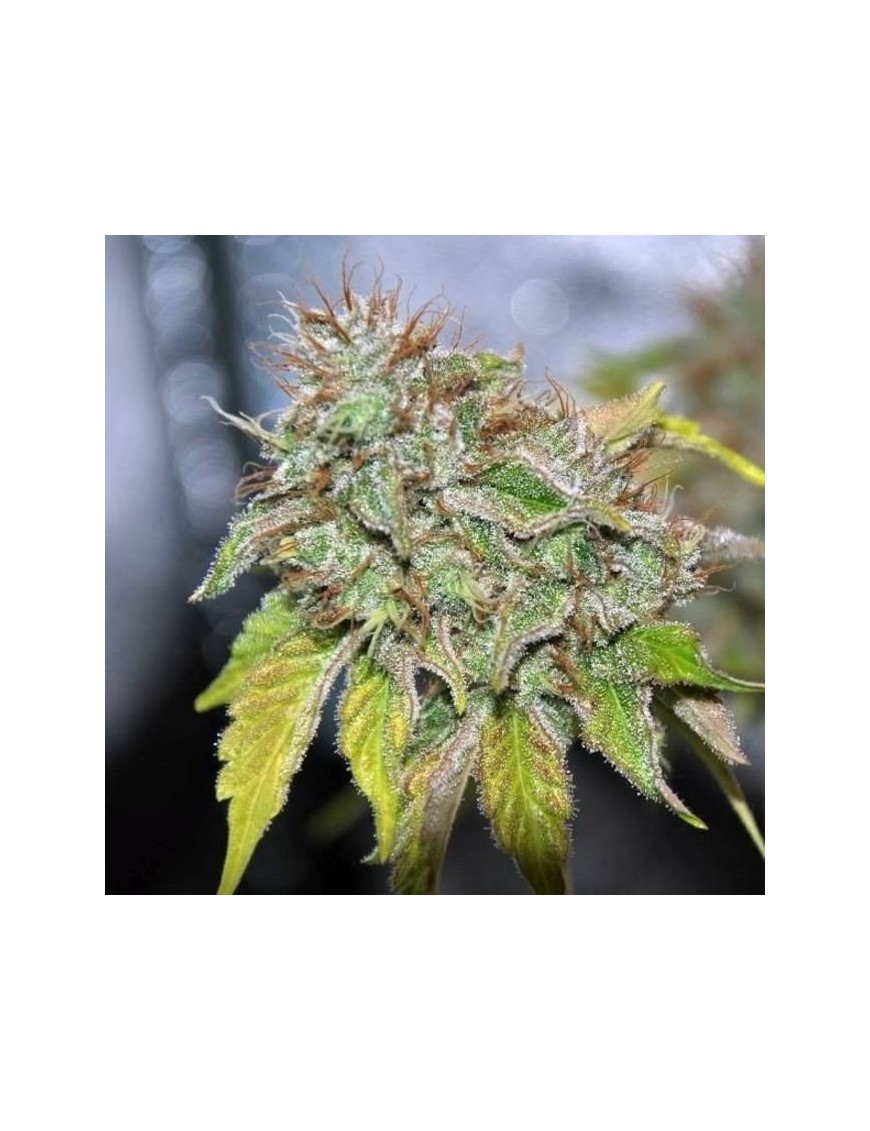 Grandaddy Confidential - Phenofinder Seeds