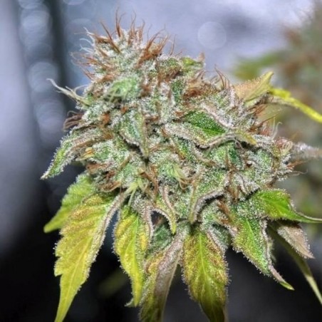 Grandaddy Confidential - Phenofinder Seeds