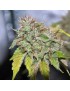 Grandaddy Confidential - Phenofinder Seeds