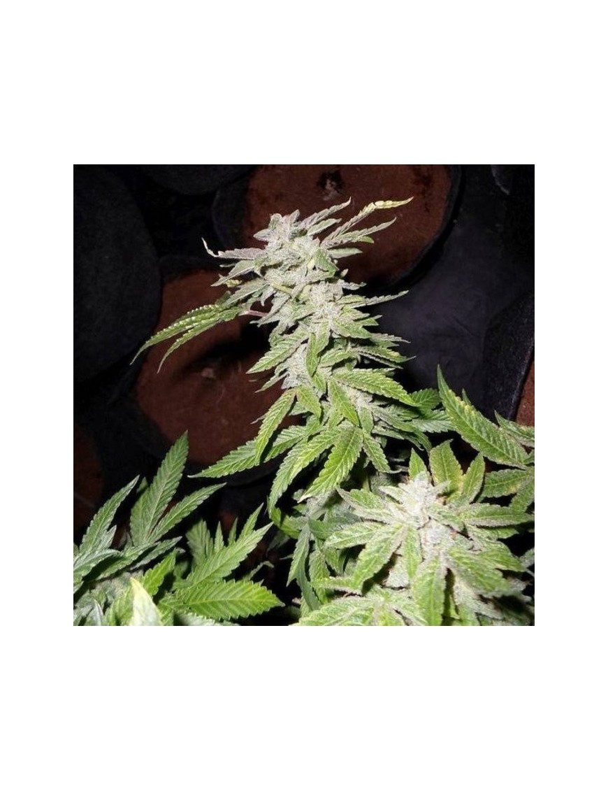 Vonage Blue - Phenofinder Seeds