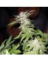 Vonage Blue - Phenofinder Seeds