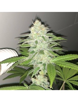 Lemon Bubble - Pheno Finder Seeds