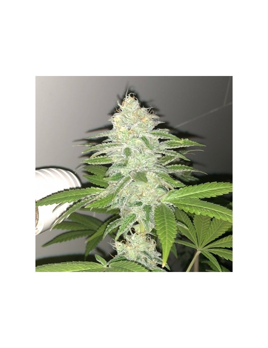 Lemon Bubble - Pheno Finder Seeds