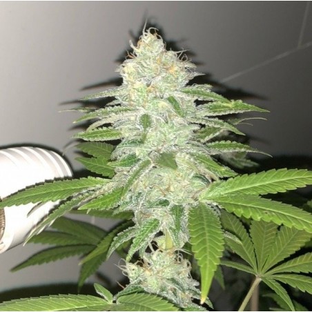 Lemon Bubble - Pheno Finder Seeds