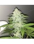 Lemon Bubble - Pheno Finder Seeds