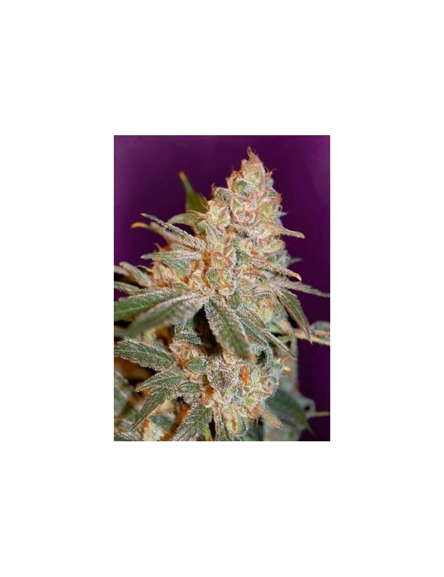 Bomba diésel - Fenofinder Seeds