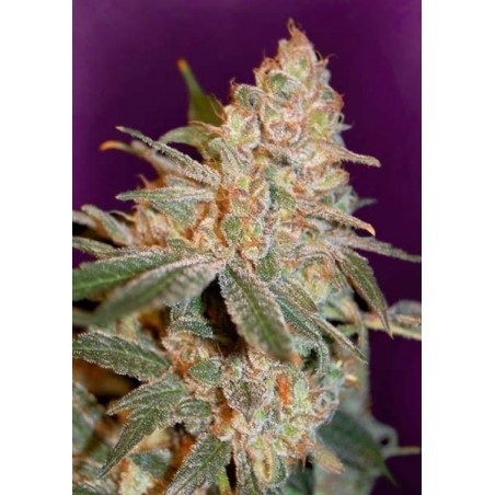 Pompelmo Diesel - Phenofinder Seeds