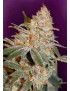 Pompelmo Diesel - Phenofinder Seeds