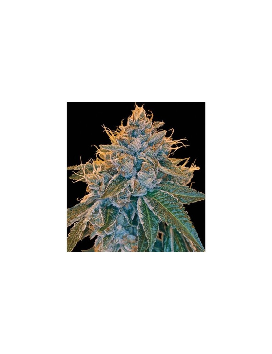 Kosher Kush Feminiz.- Privates Reservat