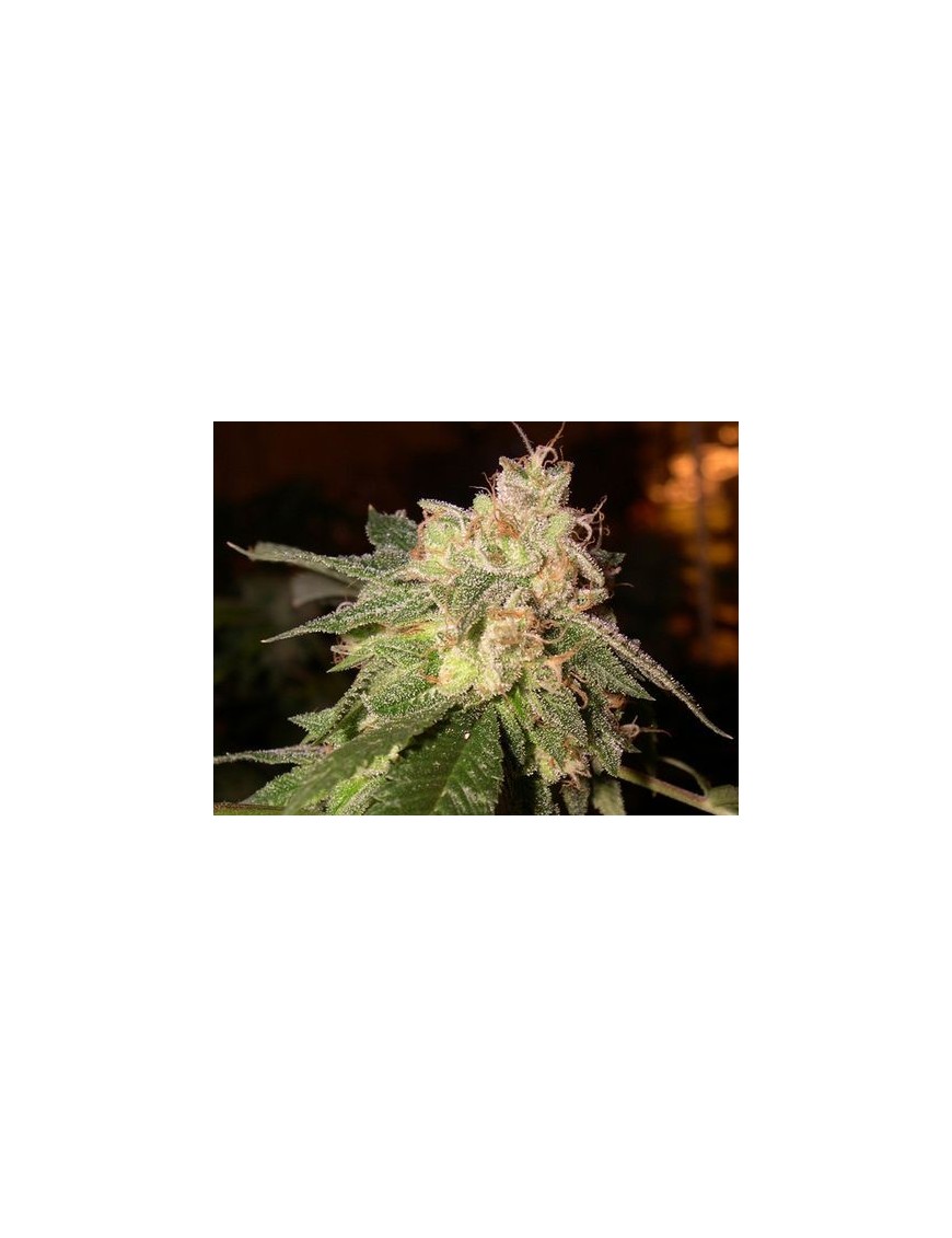 OG Kush Feminiz.- Privates Reservat