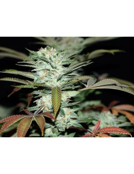 Sour Kush Feminiz.- Privates Reservat