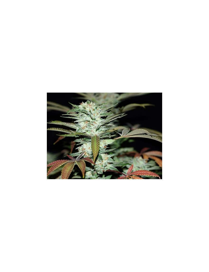 Sour Kush Feminiz.- Privates Reservat