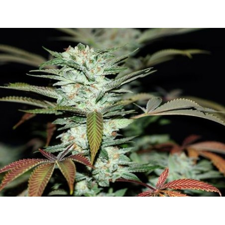 Sour Kush Feminiz.- Privates Reservat