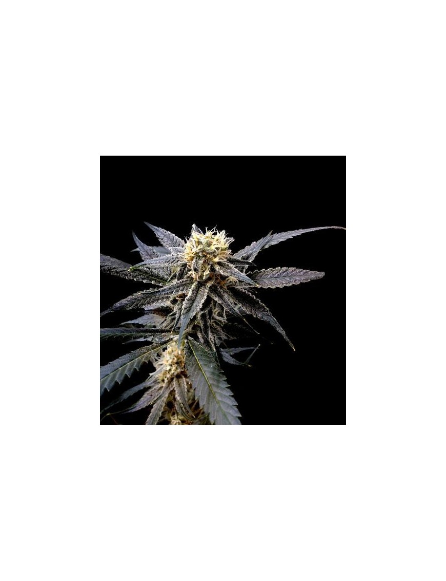 Strawberry Banana Femminiz. - Reserva Privada