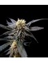 Strawberry Banana Femminiz. - Reserva Privada