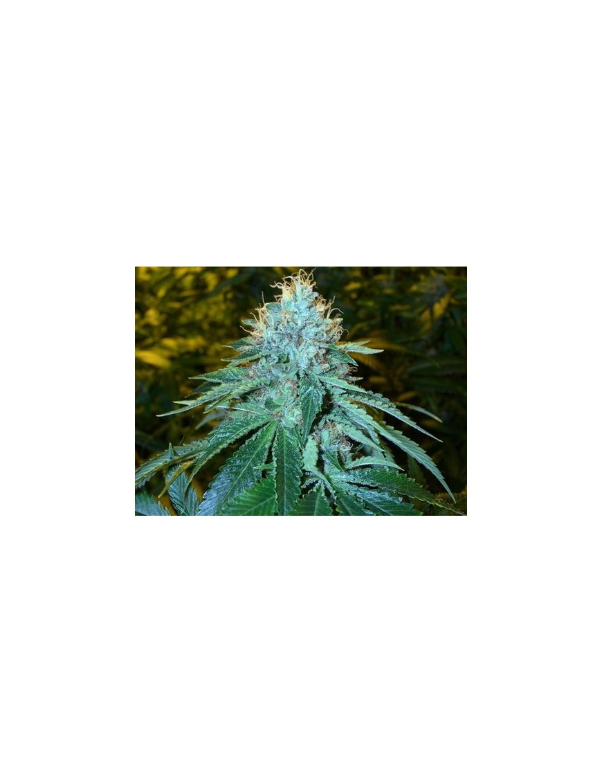 El OG 18 Femminiz. - Reserva Privada