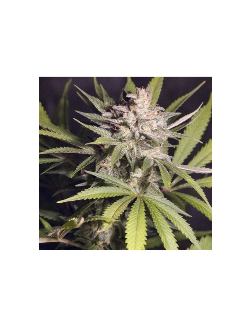 Silver Bubble Femminiz. - Reserva Privada