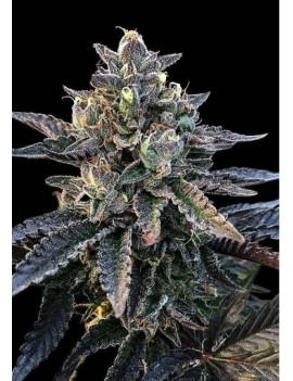 Blut Orange Sorbet Femminiz. - DNA Genetics