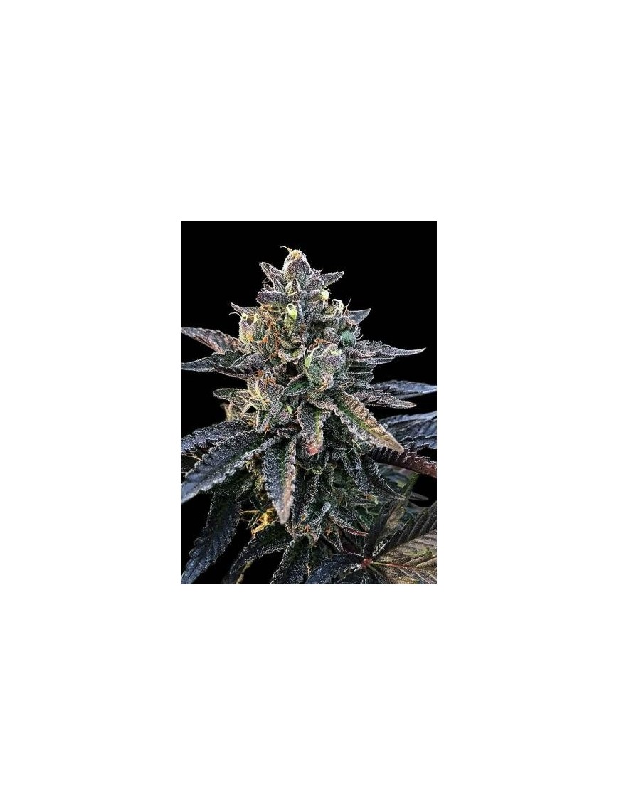 Blut Orange Sorbet Femminiz. - DNA Genetics