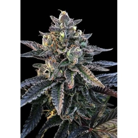 Blut Orange Sorbet Femminiz. - DNA Genetics