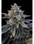 Blut Orange Sorbet Femminiz. - DNA Genetics