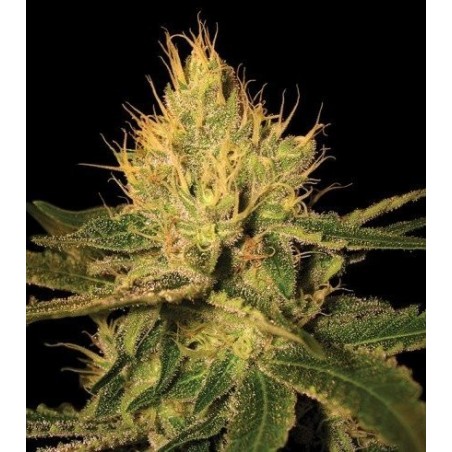 Cannalope Haze DNA Genetics