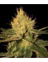 Cannalope Haze DNA Genetics