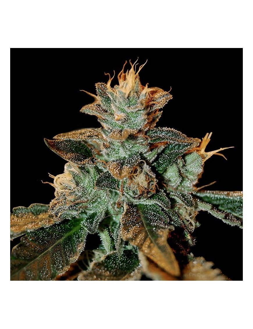 Catarata Kush Femminiz. - ADN Genética