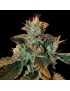 Catarata Kush Femminiz. - ADN Genética