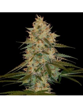 Chocolope Kush Femminiz. -...