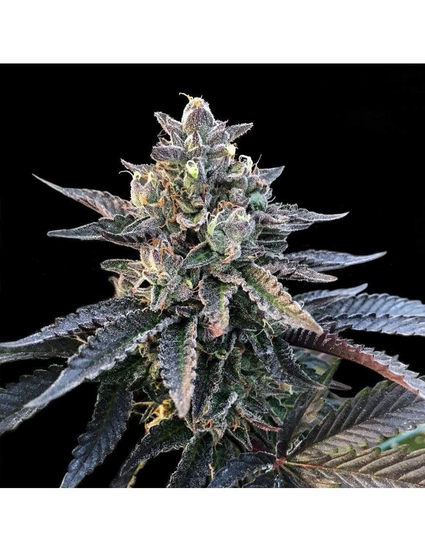 Frozen Sorbet Femminiz. - DNA Genetics