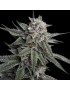 Santo Grial Kush Femminiz. - ADN Genética