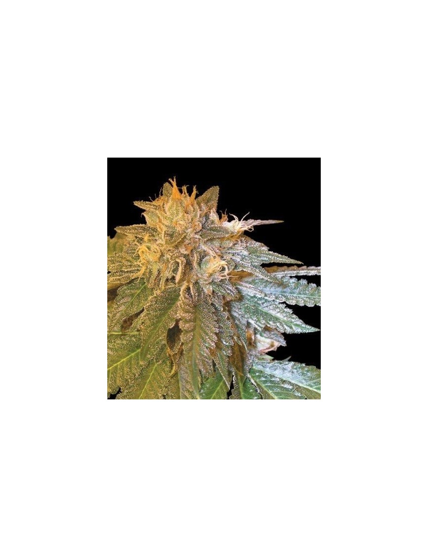 L.A. Vertrauliche Femminiz. - DNA Genetics