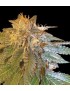 L.A. Confidential Femminiz. - DNA Genetics