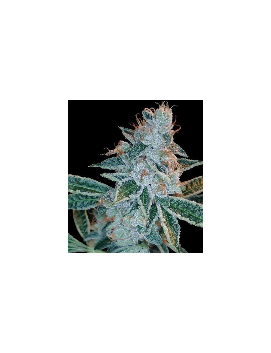 Lemon OG Kush Femminiz. - ADN Genética