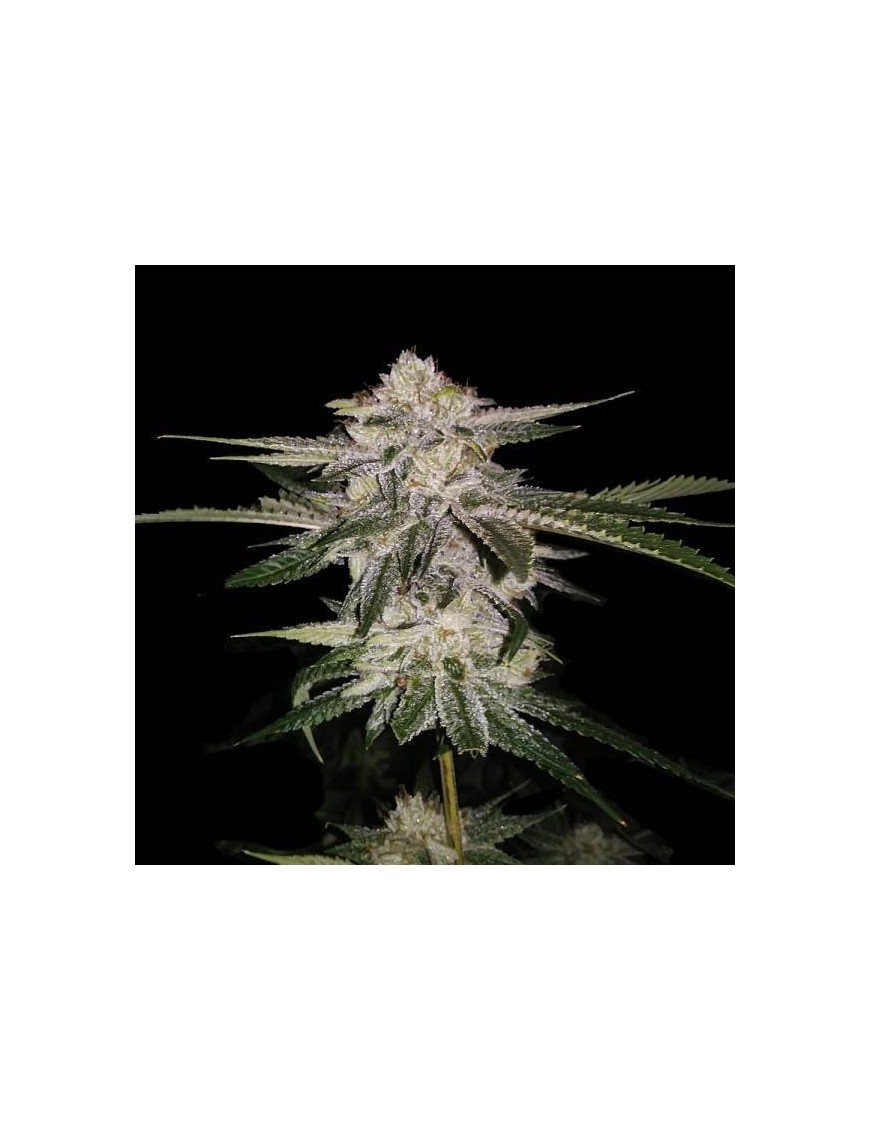 Miss DNA Femminiz. - DNA Genetics