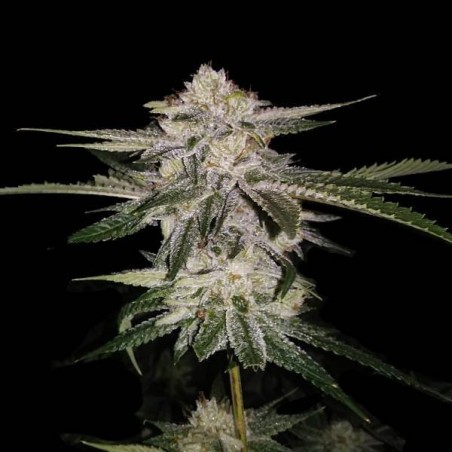 Miss DNA Femminiz. - DNA Genetics