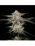 Miss DNA Femminiz. - DNA Genetics