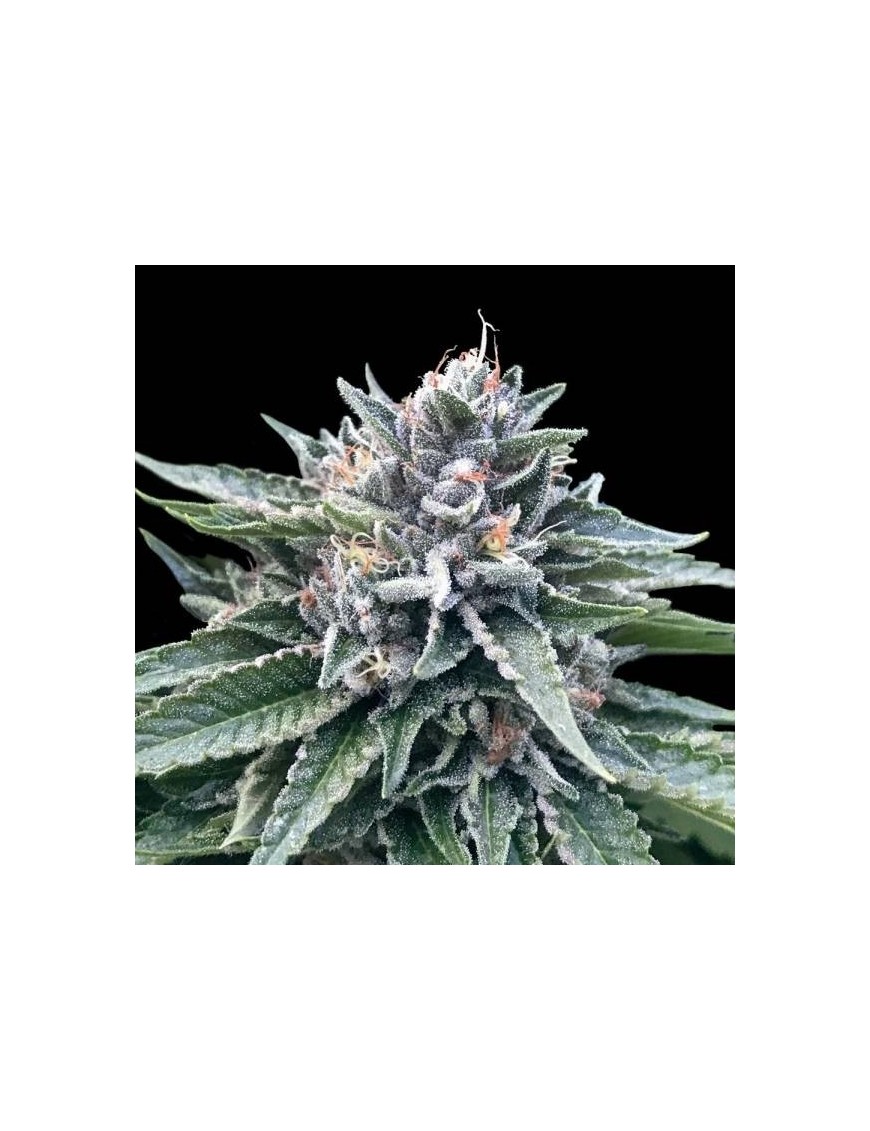 Sorbet 4 Femminiz. - DNA Genetics