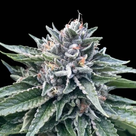 Sorbet 4 Femminiz. - DNA Genetics