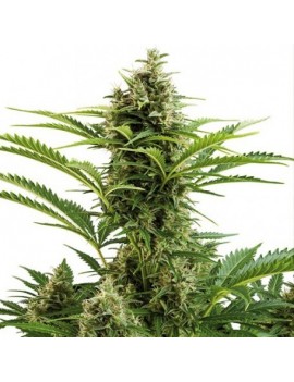 Buda Vesta Auto - Buddha Seeds