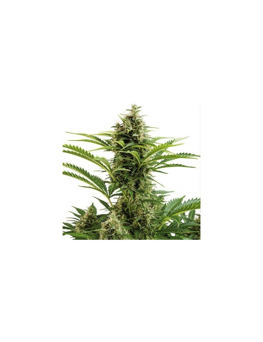 Buda Vesta Auto - Buddha Seeds