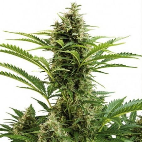 Buda Vesta Auto - Buddha Seeds