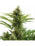 Buda Vesta Auto - Buddha Seeds