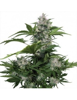 Buda White Dwarf Auto -...