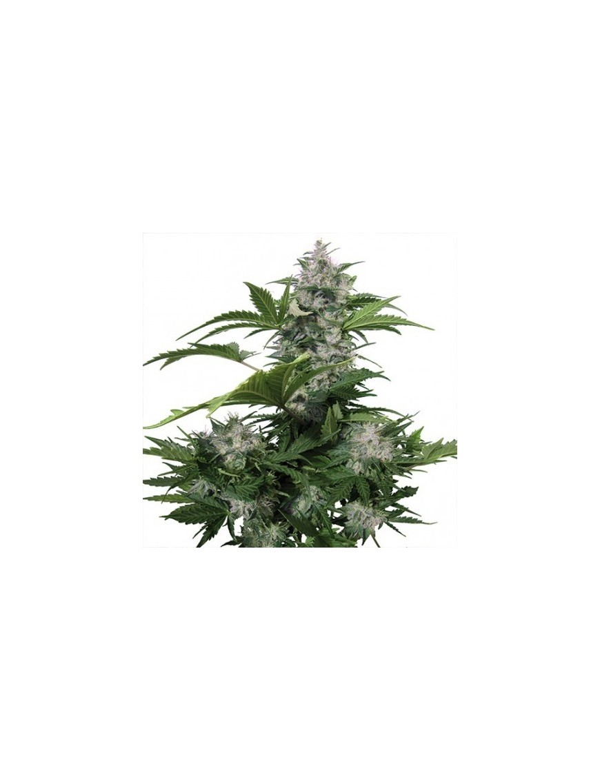 Buda White Dwarf Auto - Buddha Seeds