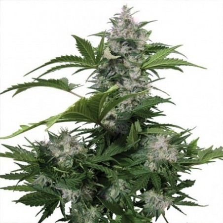 Buda White Dwarf Auto - Buddha Seeds